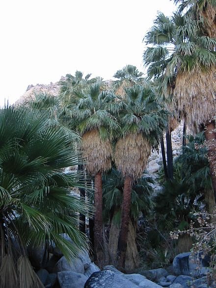 Are palm trees trees