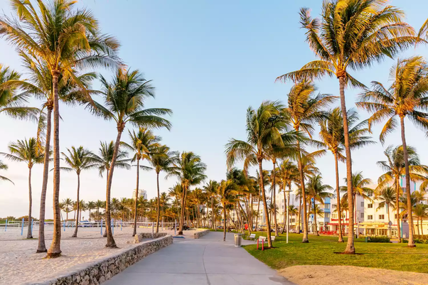 Can you find a palm tree growing wild in north america