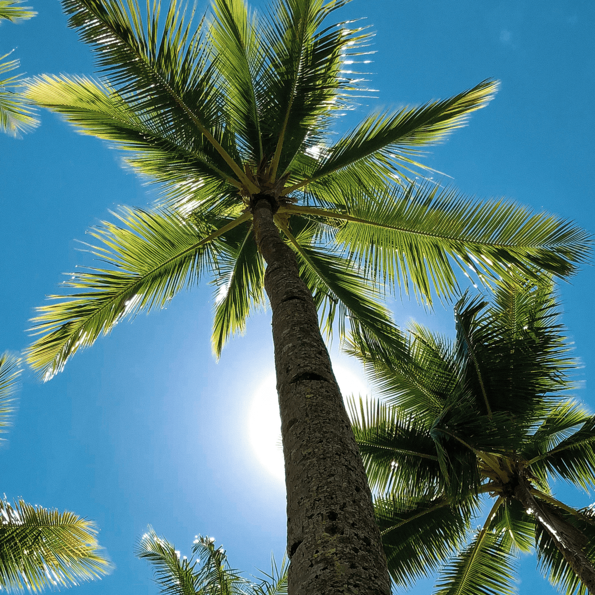 Uses of coconut trees