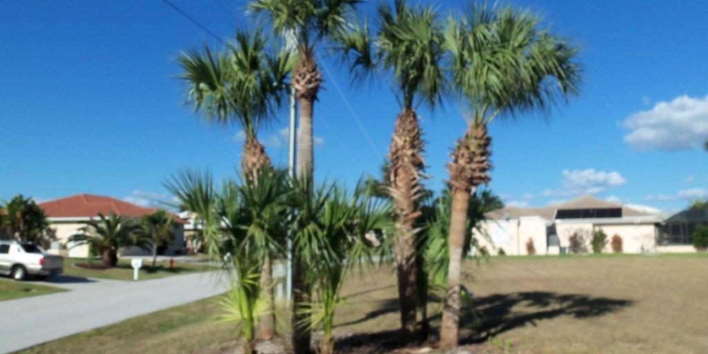 Palm tree care mistakes beautiful boundaries