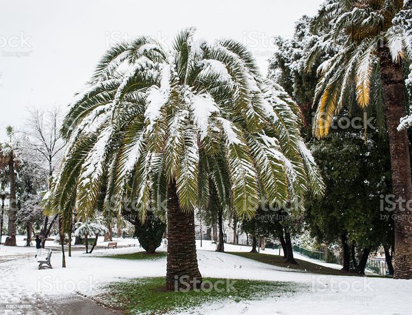 Can cold weather kill a palm tree
