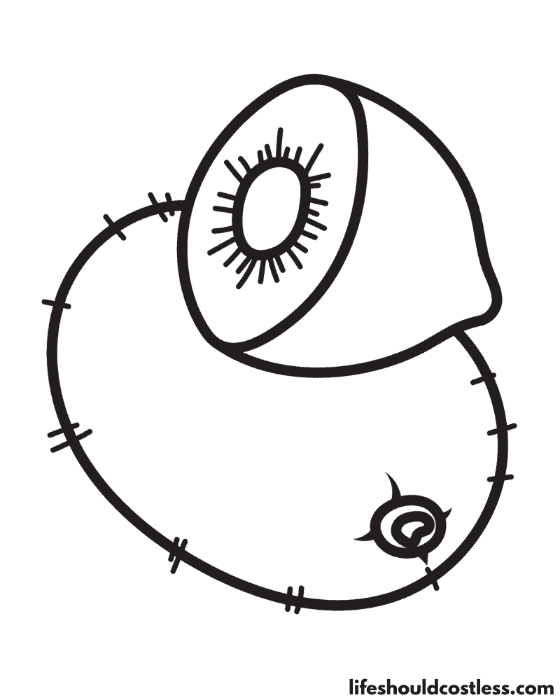 Kiwi coloring pages free printable pdf templates