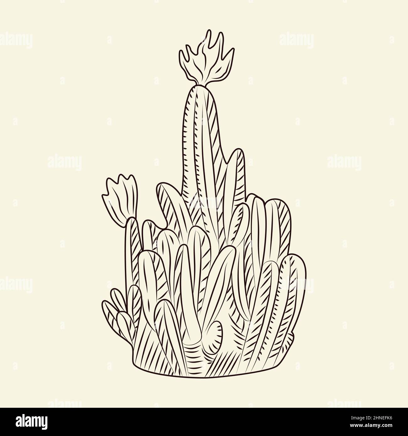 Cactus parodia hi