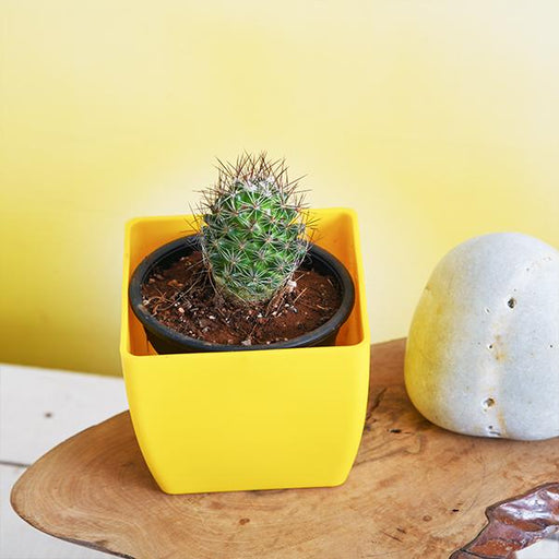 Buy notocactus rutilans