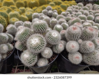 Thousand cactus parodia royalty