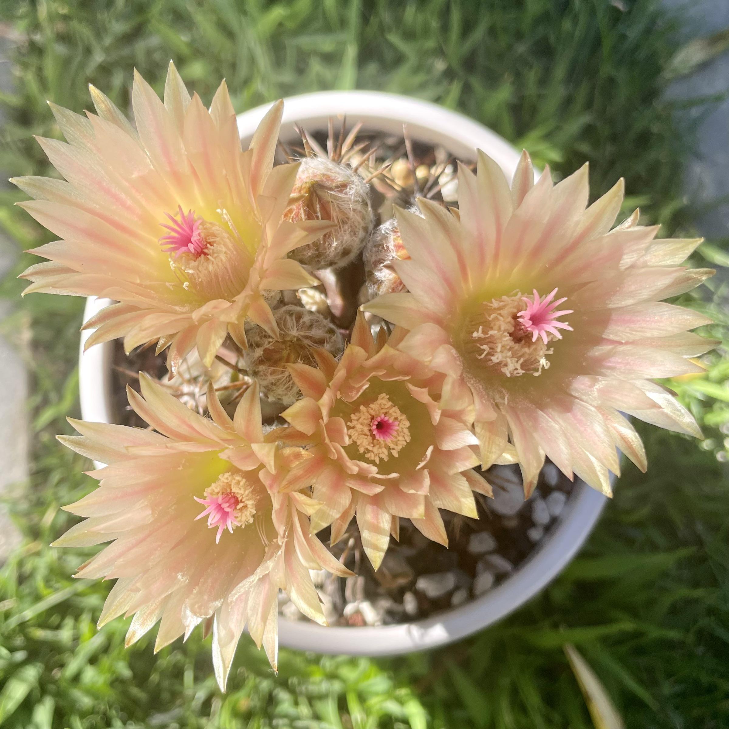 Some of my cacti and succulents that have flowered recently rsucculents
