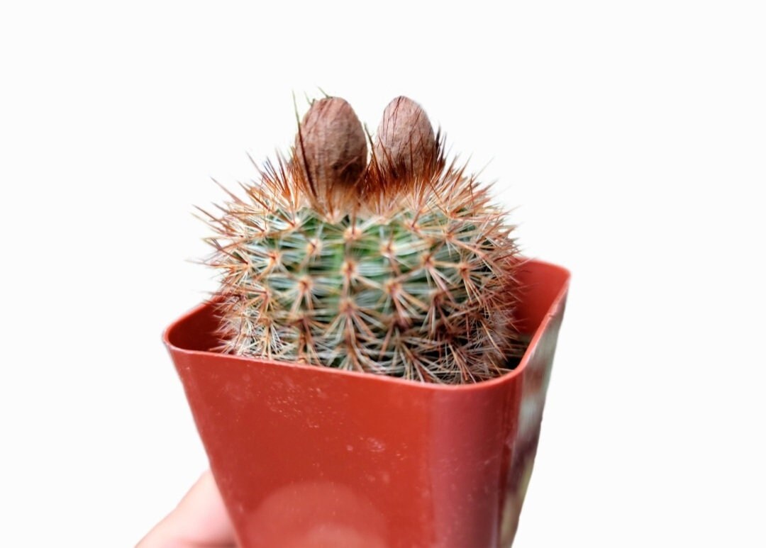 Parodia rutilans