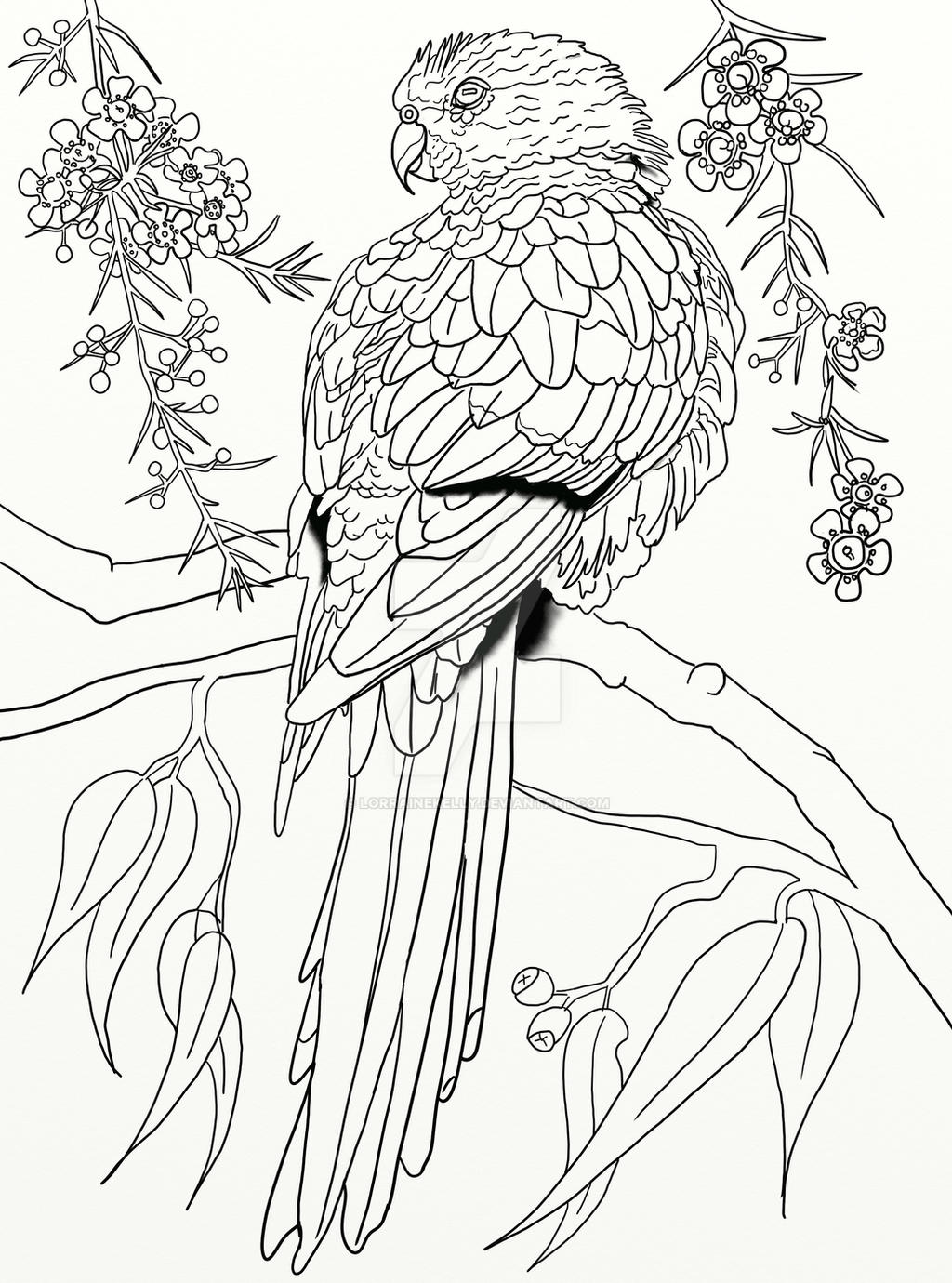 Australian parrot coloring page