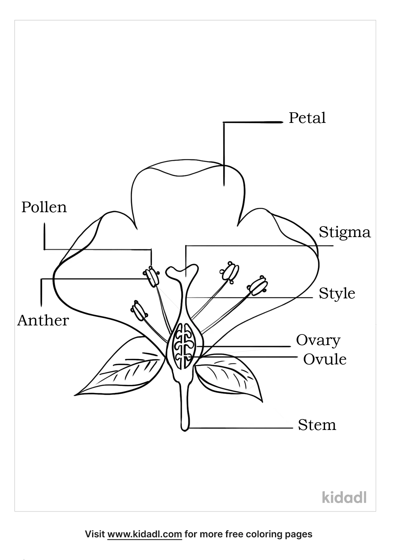 Free parts of a flower coloring page coloring page printables