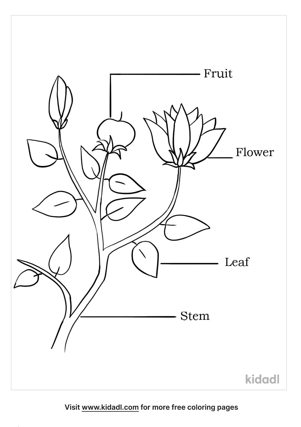 Free parts of a flower coloring page coloring page printables