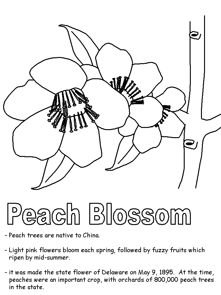 Peach blossom coloring page state symbols delaware coloring pages