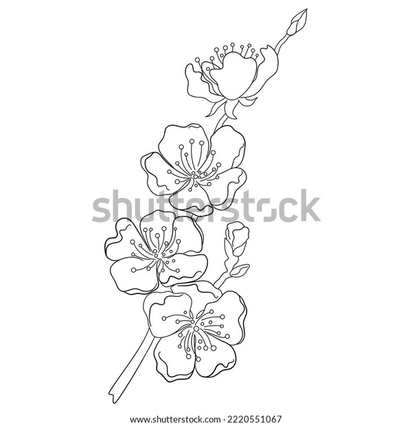 Peach blossom sketch images stock photos d objects vectors