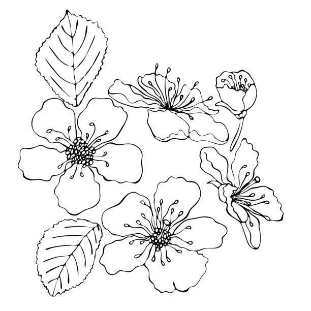 Floral coloring template with black line flower stock illustration