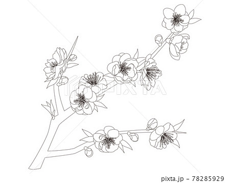 Flower coloring book peach blossom