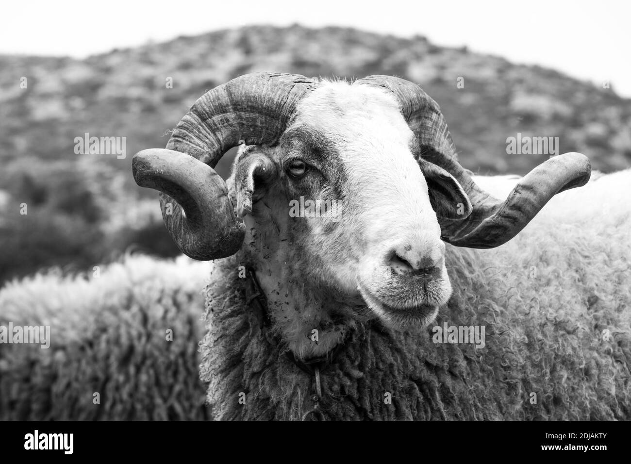 Pecore con le corna foto e immagini stock in bianco e nero