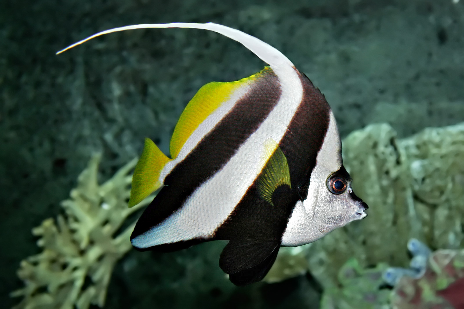 Pnant coralfish