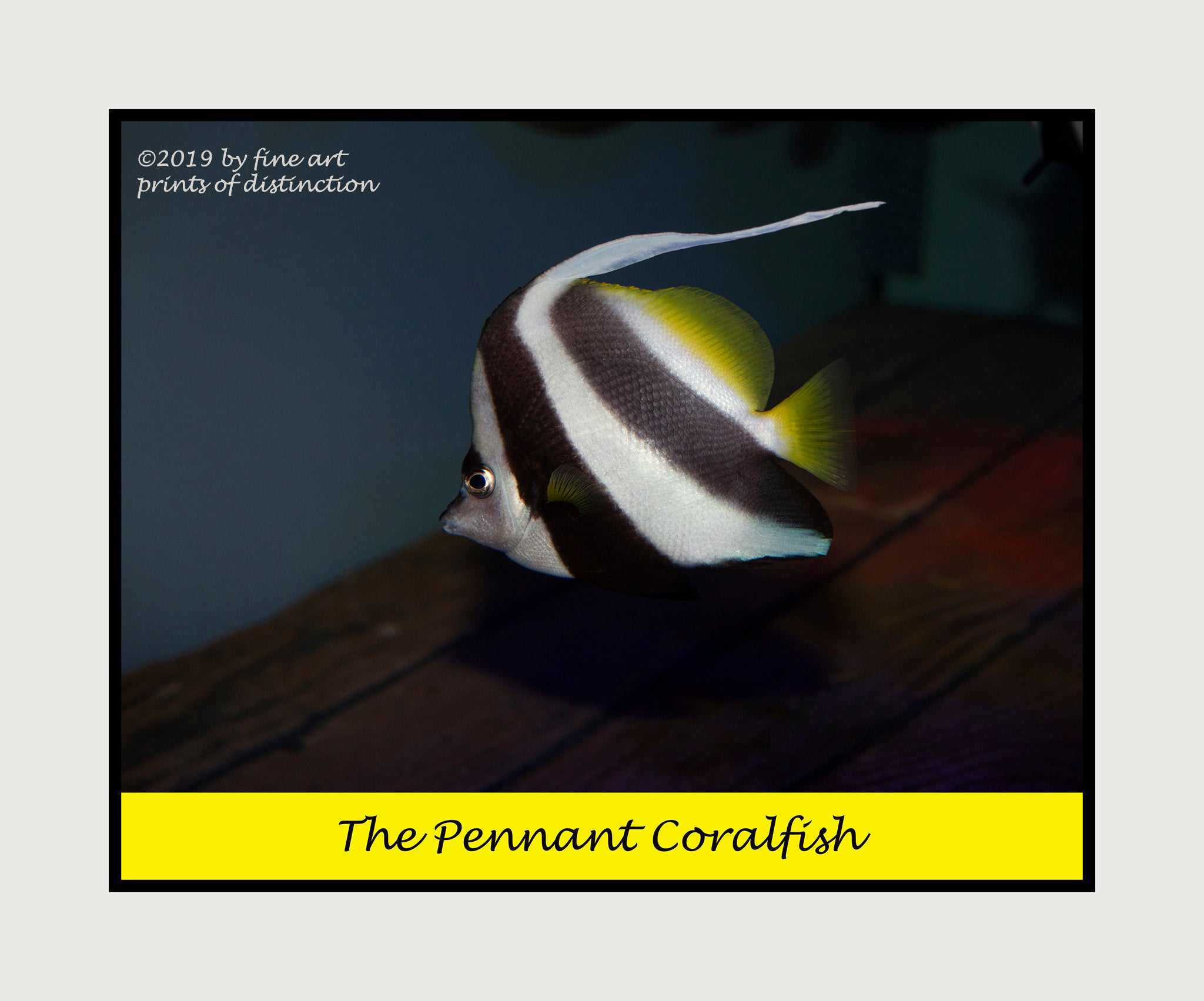Pennant coralfish premium poster brandywine general store