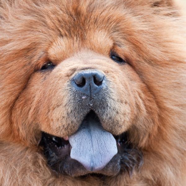 Lengua morada en perros sãntomas causas y tratamiento