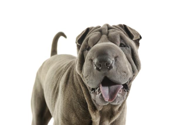 Lengua morada en perros sãntomas causas y tratamiento