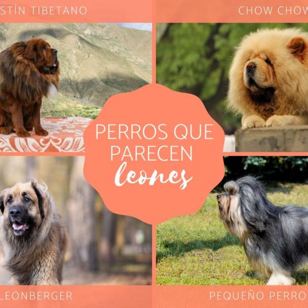 Razas de perros que parecen leones