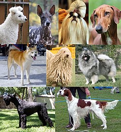 Canis familiaris