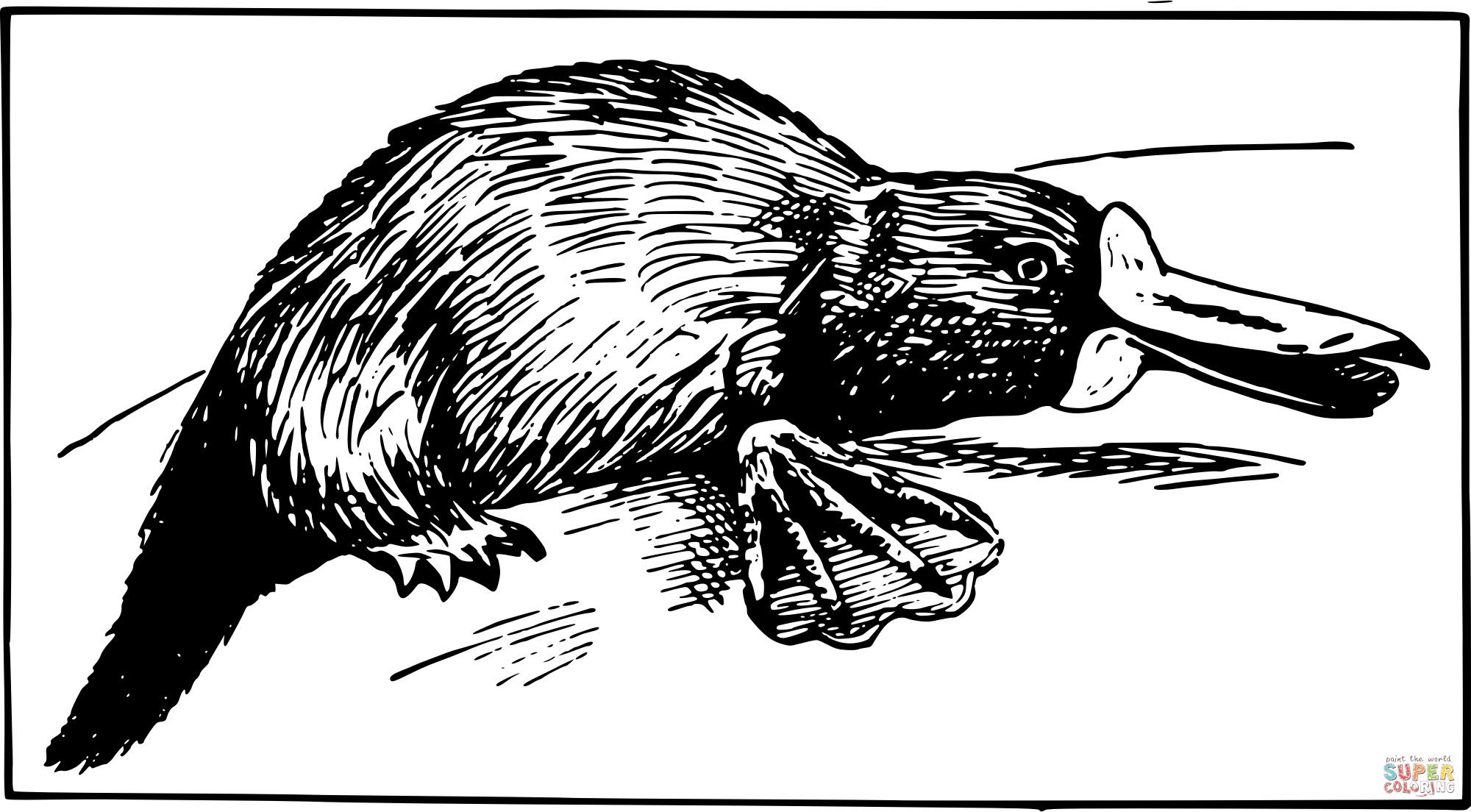 Vintage odd platypus coloring page free printable coloring pages