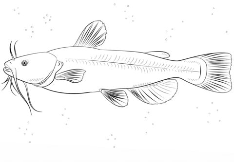 Dibujo de pez gato para colorear dibujos para colorear imprimir gratis