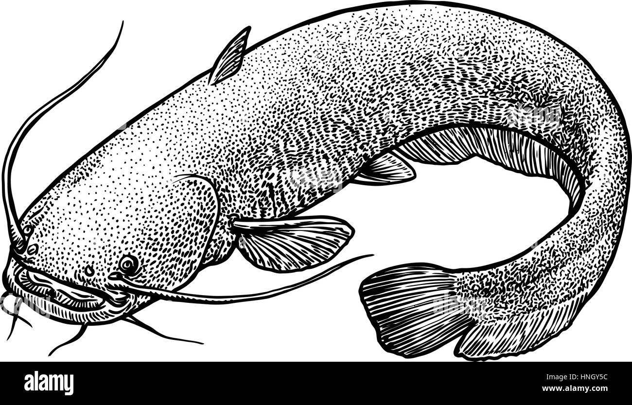 Catfish illustration black and white stock photos images