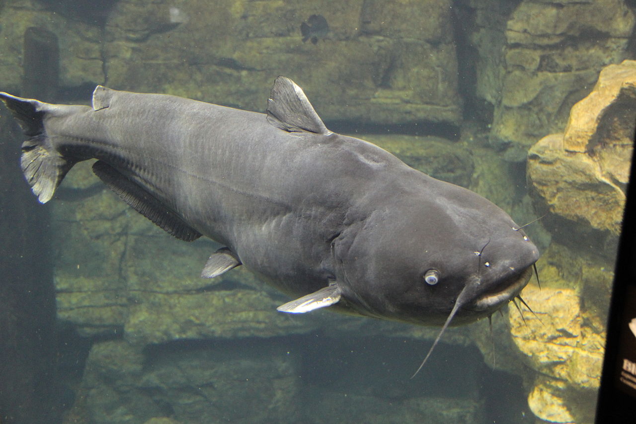 Fileblue catfish tn aquariumjpg