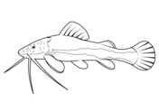 Dibujos de peces gato para colorear
