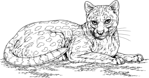 Image associãe cat coloring page free cats cat coloring book