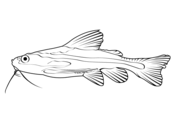 Dibujos de peces gato para colorear