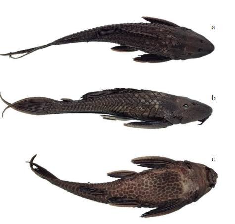 Vista de el pez gato acoraza del amazonas pterygoplichthys pardalis siluriformes loricariidae una nueva especie exãtica establecida en repãºblica minicana novitates caribaea