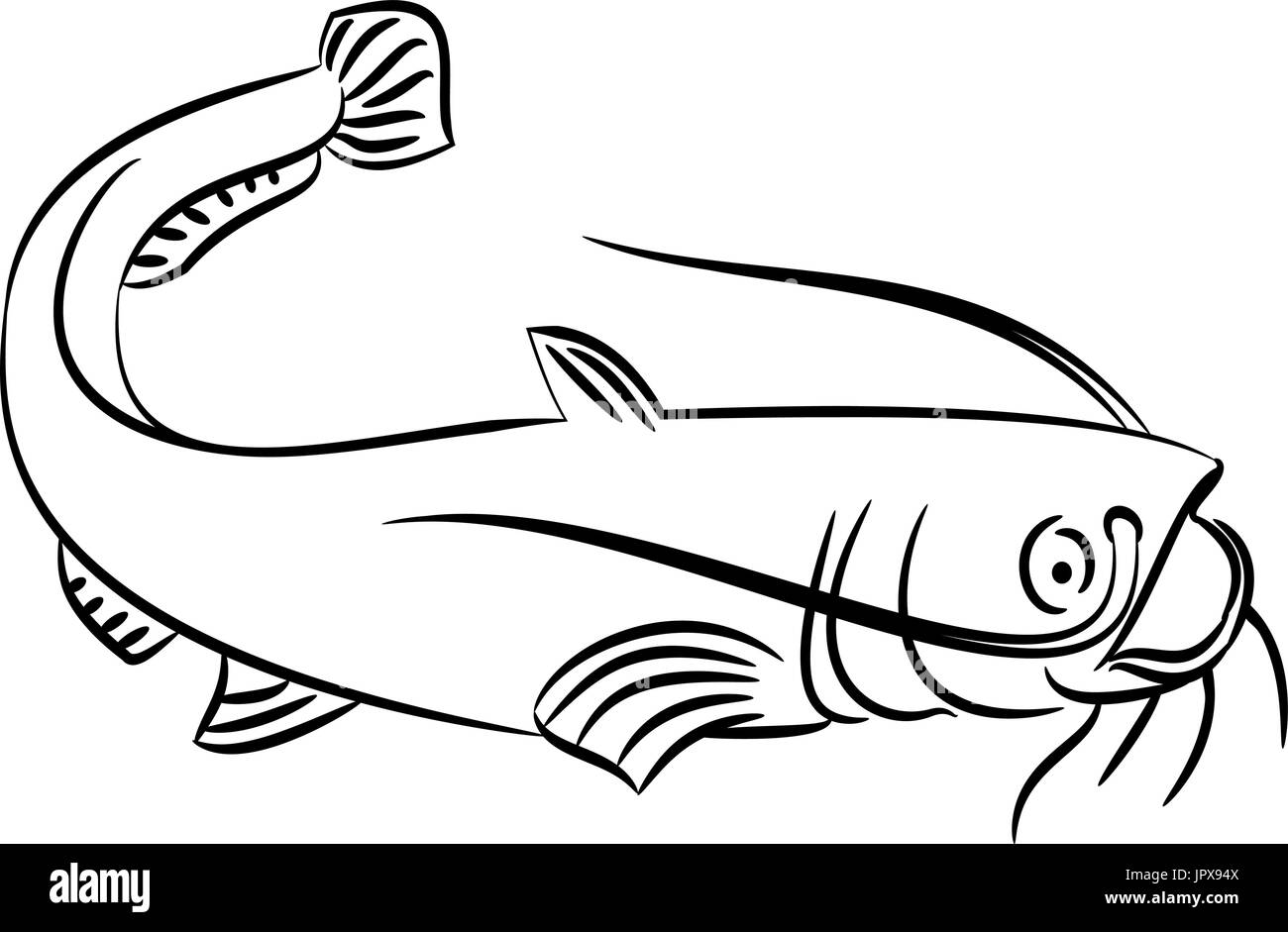 Line drawing of a cat fish on a white background stock vector image art
