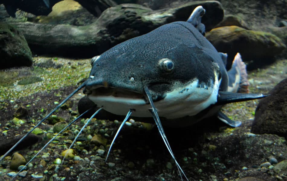 African catfish problems related to feeding