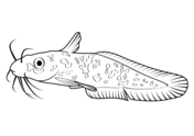 Dibujos de peces gato para colorear