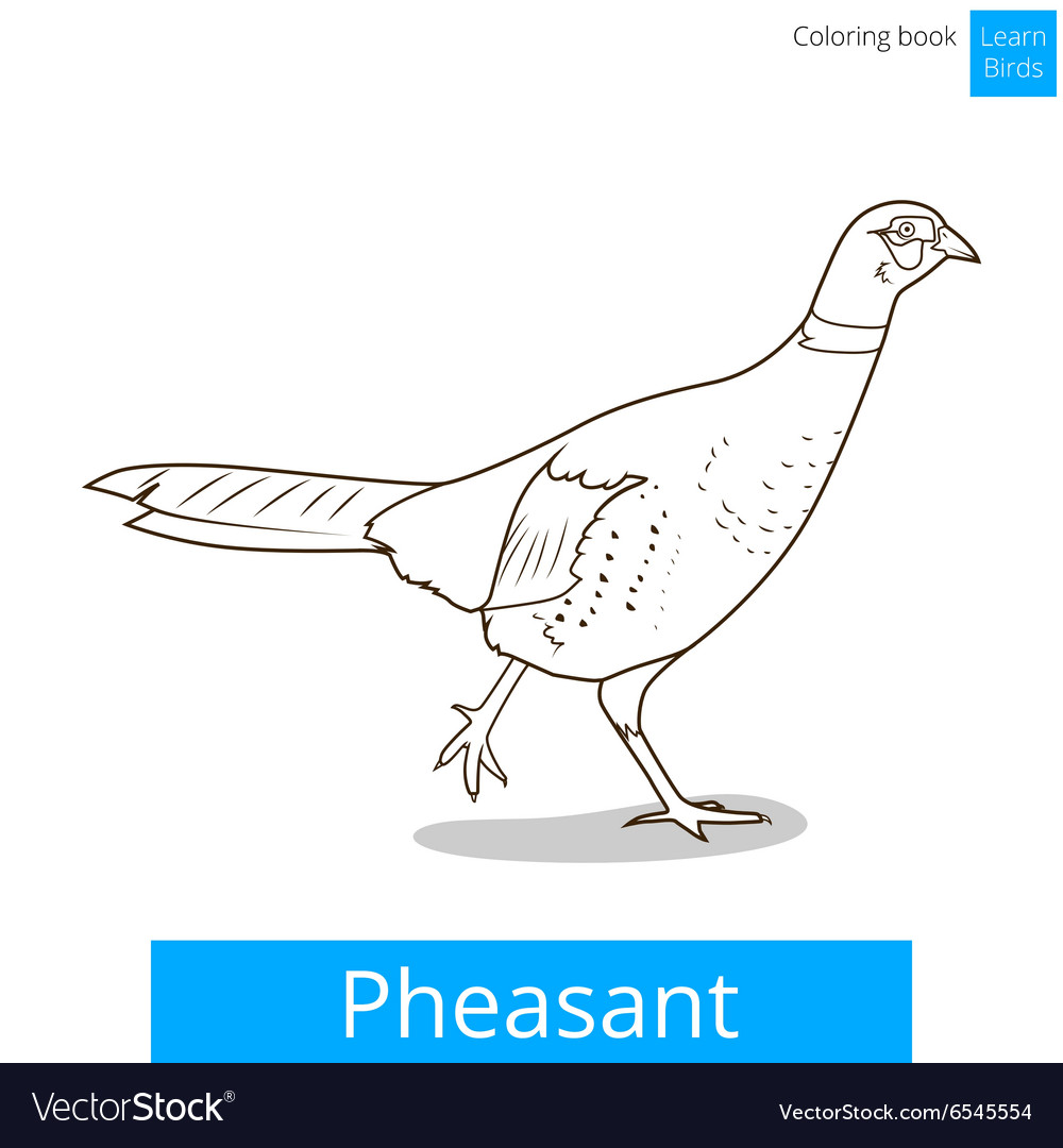 Pheasant learn birds coloring book royalty free vector image