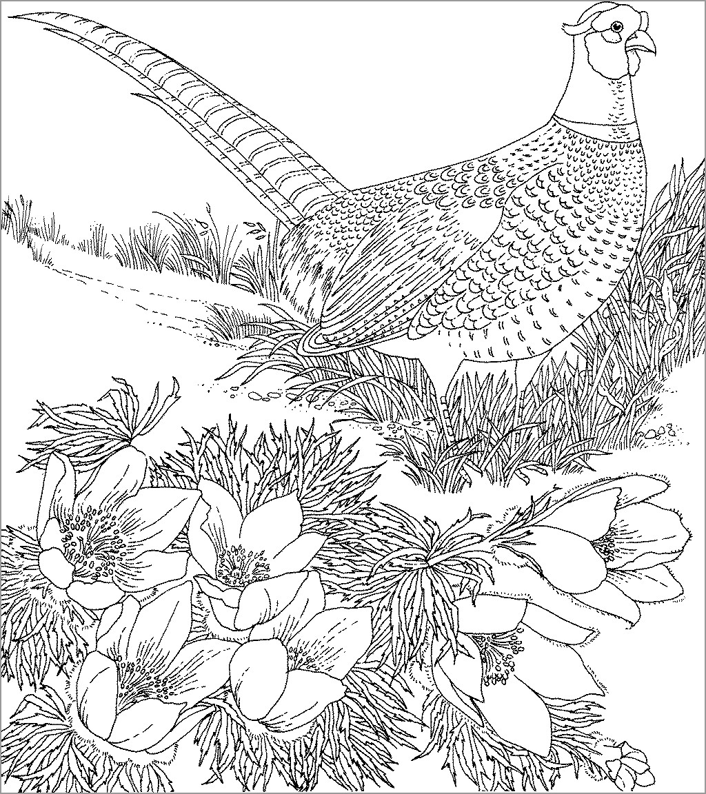 Pheasant coloring pages