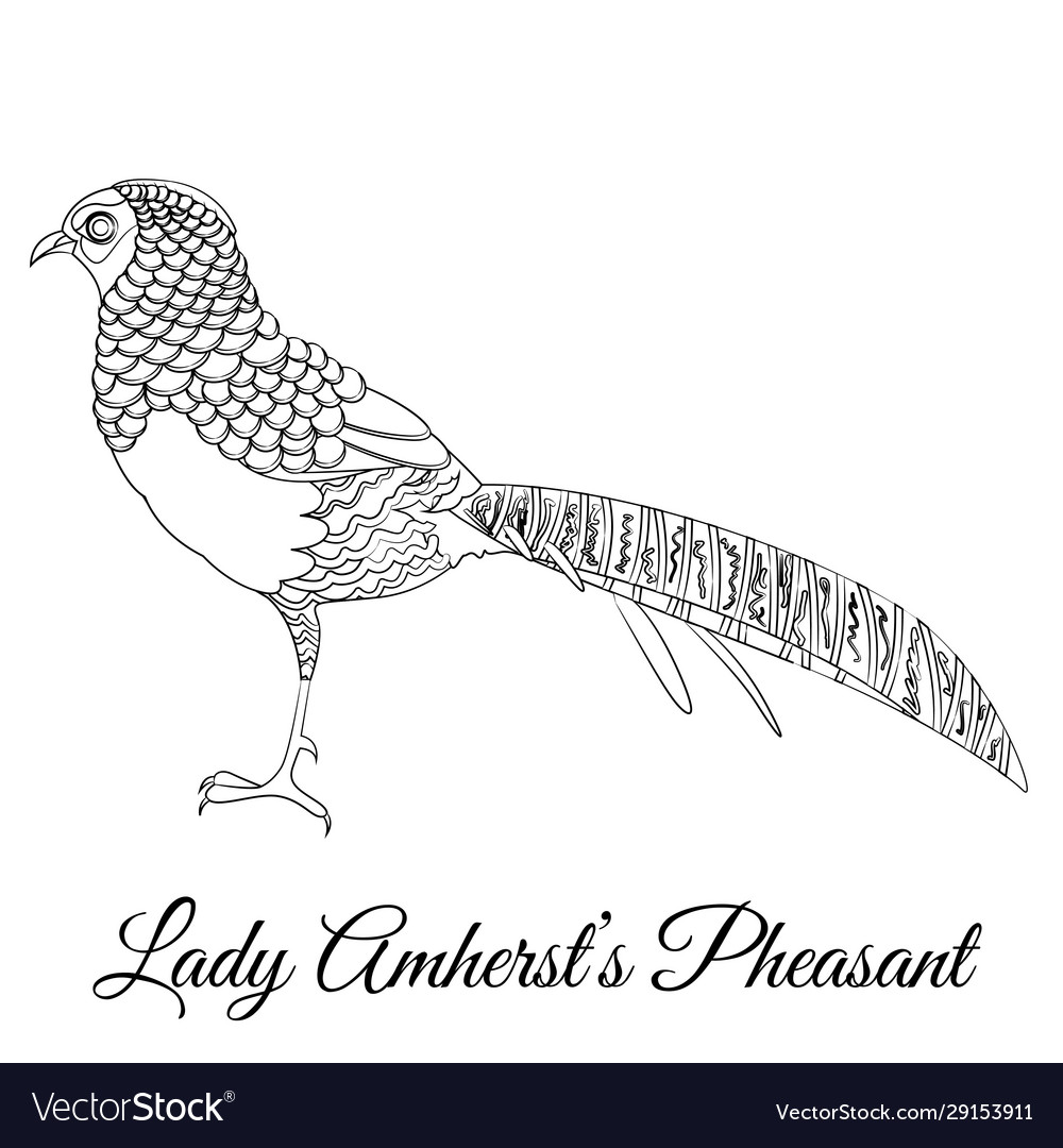 Lady amherst pheasant bird type coloring vector image