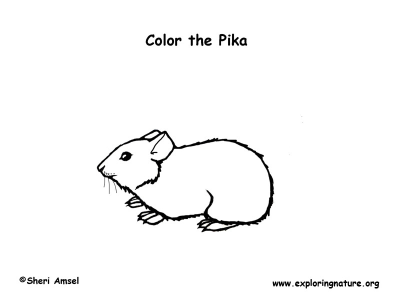 Pika coloring page
