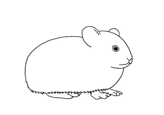 How to draw a pika step by step â easy animals draw