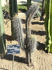 Pilosocereus royenii