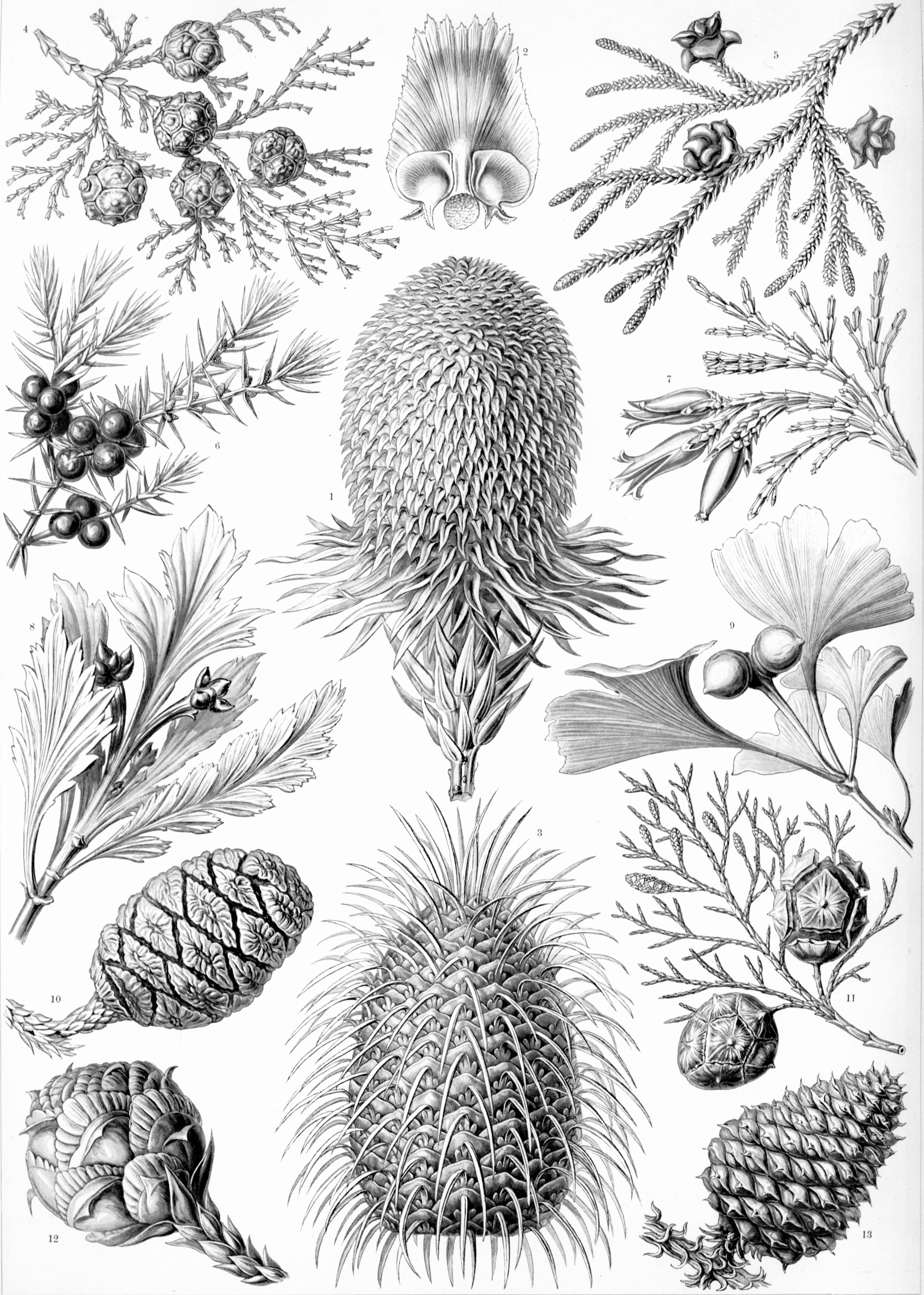 Vintage black and white coniferae