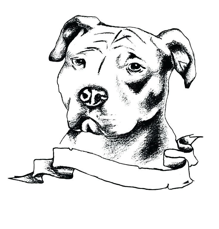 Pitbull coloring pages