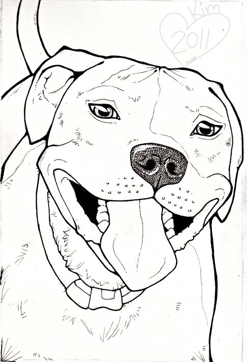 Cute pitbull drawings pet lovers dog coloring page drawings pitbull drawing