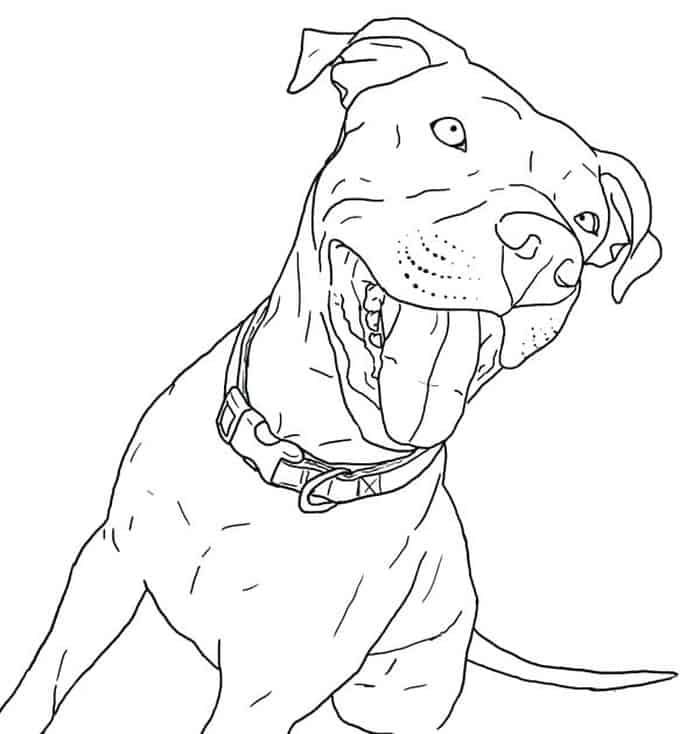 Pitbull coloring pages pdf