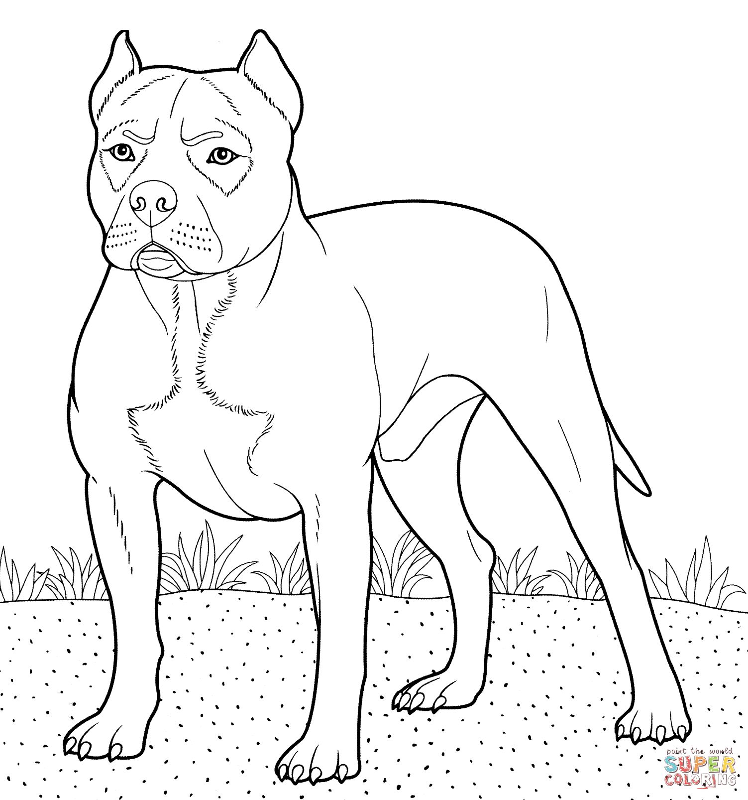 Pitbull coloring page free printable coloring pages