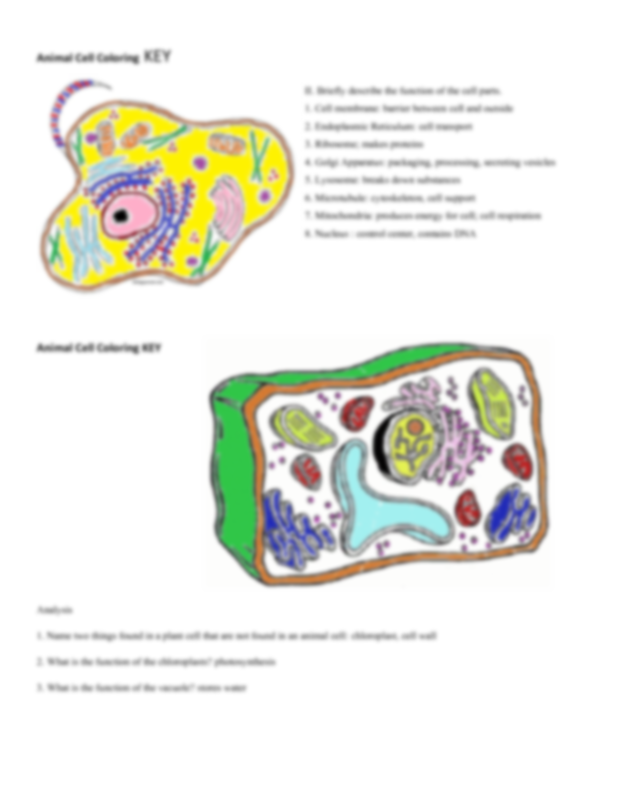 Solution animal cell and plant cell coloring worksheet