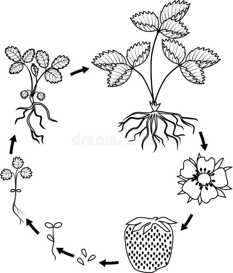 Plant life cycle coloring stock illustrations â plant life cycle coloring stock illustrations vectors clipart