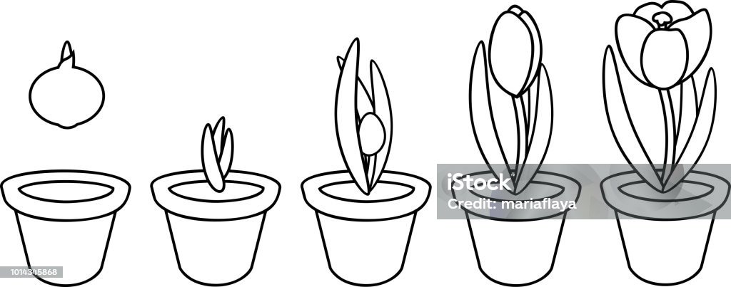 Coloring page crocus life cycle stages of growth from planting bulb in flowerpot to flowering plant stock illustration